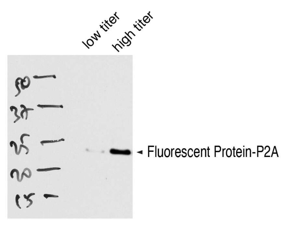 Detection of 2A Peptide in NIH-3T3 Cells