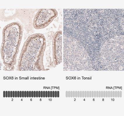 SOX6 Antibody (CL5690)
