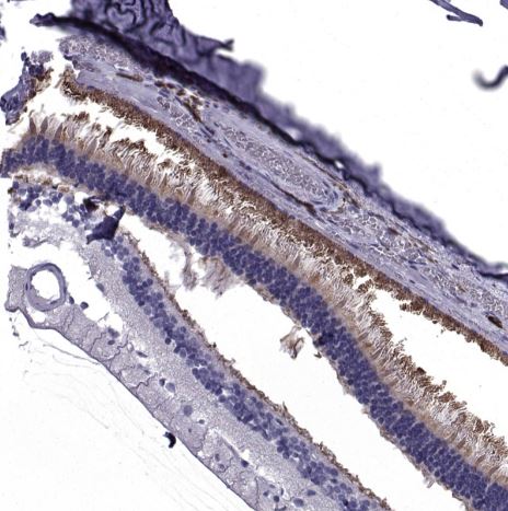 PDE6H Antibody
