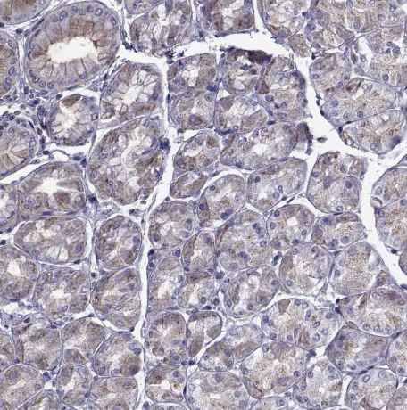 PDE6H Antibody