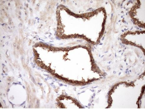 MRG15 Antibody (OTI5D2) - Azide and BSA Free