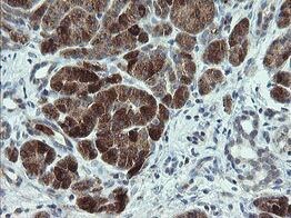 p15INK4b/CDKN2B Antibody (OTI3B6) - Azide and BSA Free