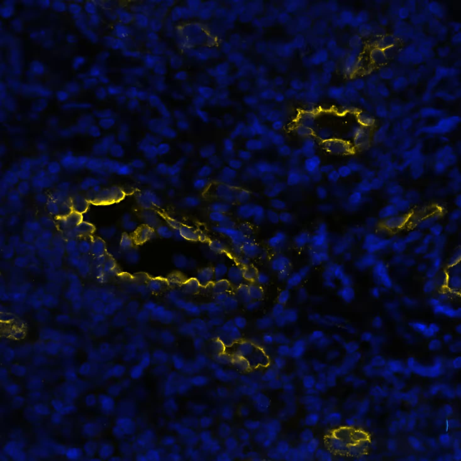 Peripheral Node Addressin Antibody (MECA-79R) - BSA Free Detection of Peripheral Node Addressin in Human Tonsil via seqIF™ staining on COMET™