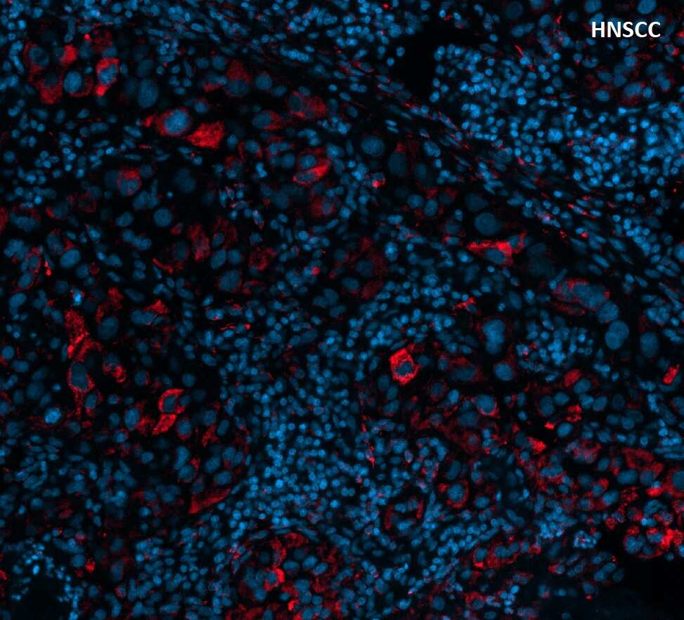 TIM-3 Antibody (TIM3/3113) - Azide and BSA Free