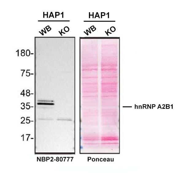 hnRNP A2B1 Antibody (DP3B3) - Azide and BSA Free