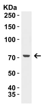 GBP6 Antibody - BSA Free