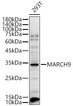 MARCH9 Antibody - BSA Free