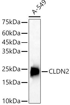 Claudin-2 Antibody - Azide and BSA Free