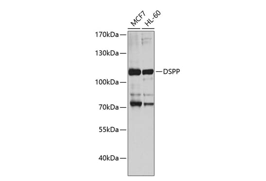 DSPP Antibody - Azide and BSA Free