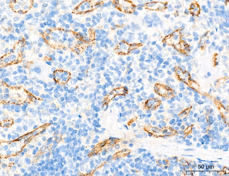 Claudin-5 Antibody - Azide and BSA Free