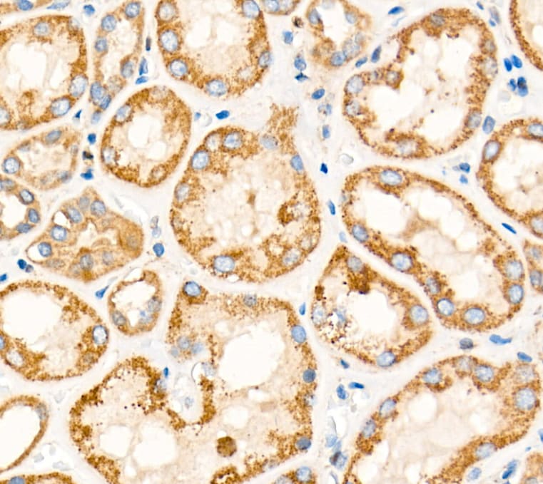 TIMM23 Antibody - BSA Free