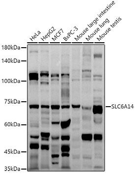 SLC6A14 Antibody - Azide and BSA Free