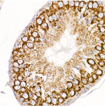 MT-ND4 Antibody - Azide and BSA Free