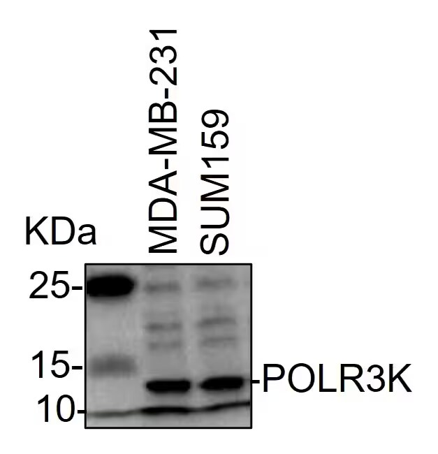 POLR3K Antibody - BSA Free