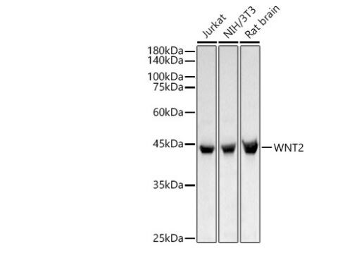 Wnt-2 Antibody - BSA Free