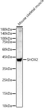 SHOX2 Antibody - BSA Free