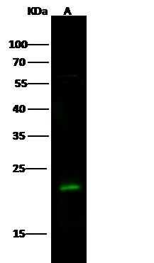Rab7a Antibody