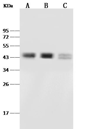Pax2 Antibody