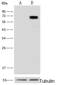 Methionine Aminopeptidase 2/METAP2 Antibody