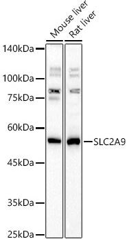GLUT9 Antibody