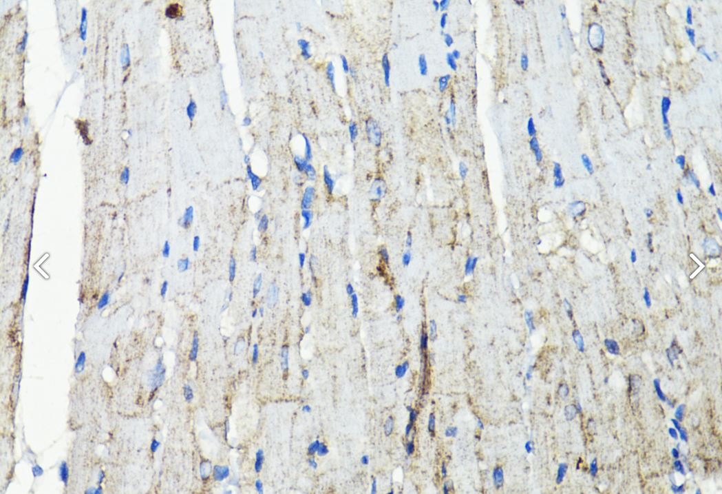 EGFR Antibody