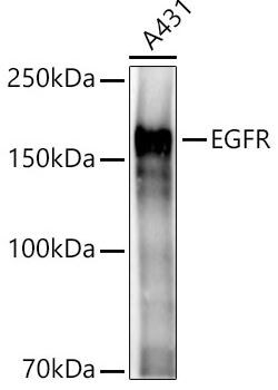 EGFR Antibody