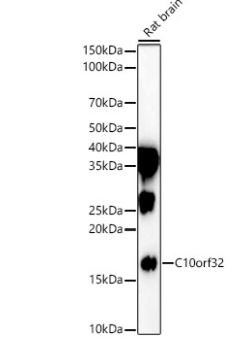BORCS7 Antibody - BSA Free