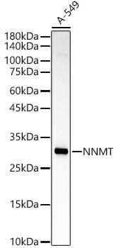Nicotinamide N-Methyltransferase/NNMT Antibody - Azide and BSA Free