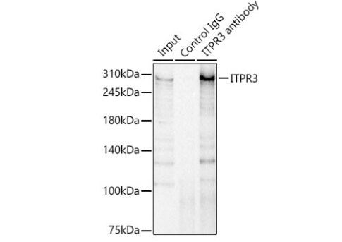 IP3R3 Antibody - Azide and BSA Free