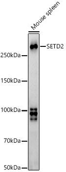 HYPB Antibody - Azide and BSA Free