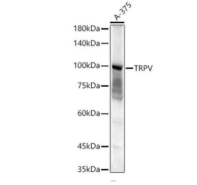 TRPV4 Antibody - Azide and BSA Free