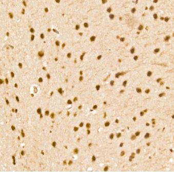 THRAP3 Antibody - Azide and BSA Free