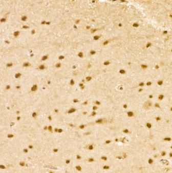 THRAP3 Antibody - Azide and BSA Free