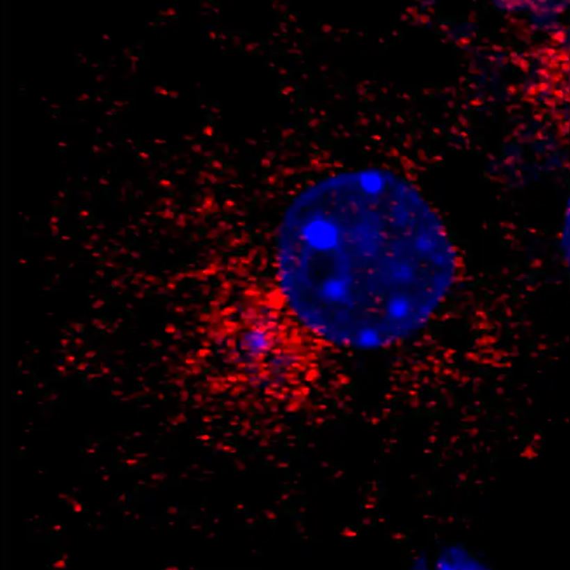 GOLGA4 Antibody