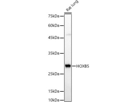 HOXB5 Antibody - Azide and BSA Free