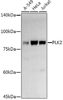 PLK2 Antibody