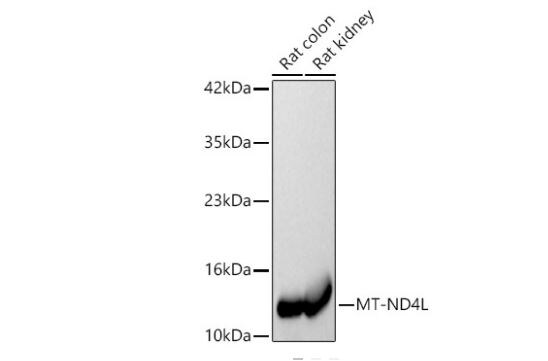 MT-ND4L Antibody - Azide and BSA Free