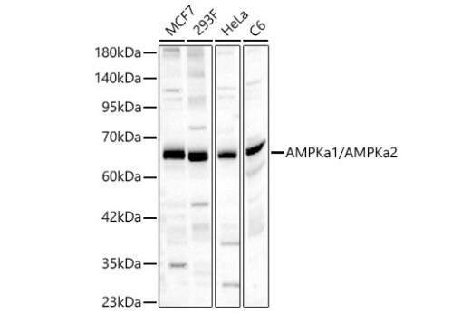 AMPK alpha 1/2 Antibody - Azide and BSA Free