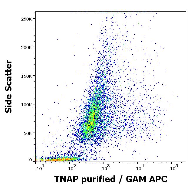 Alkaline Phosphatase, Tissue Non-Specific Antibody (W8B2B10) - BSA Free