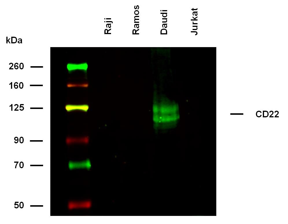 Siglec-2/CD22 Antibody (S-HCL-1)