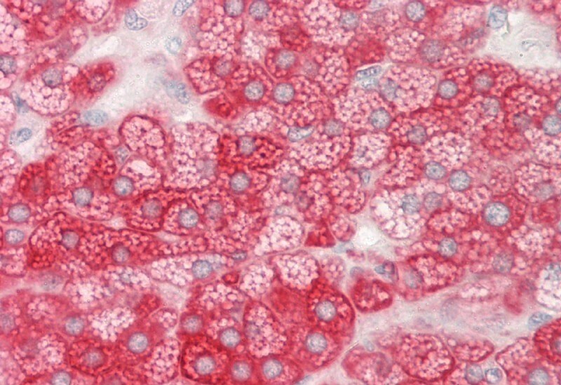 PCTP Antibody