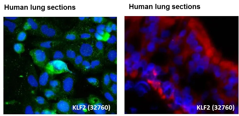 KLF2 Antibody