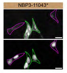 Rab1A Antibody (4G10)