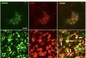 dsRNA Antibody (J2) - Azide and BSA Free