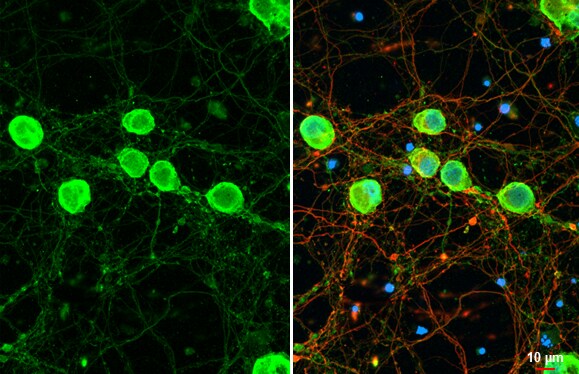 Nectin-1/PVRL1 Antibody - BSA Free