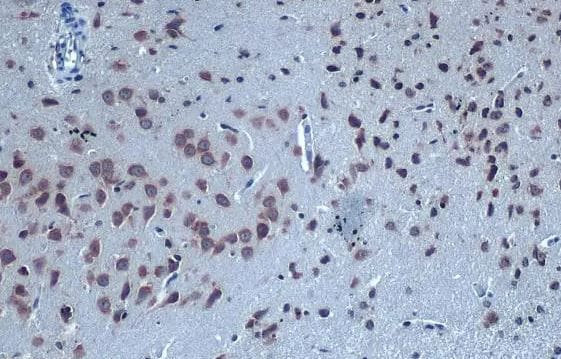 GABA-AR alpha 6 Antibody