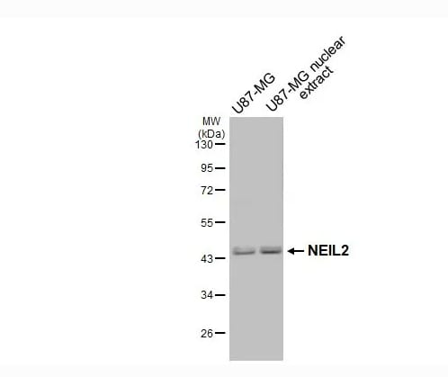 NEIL2 Antibody - BSA Free