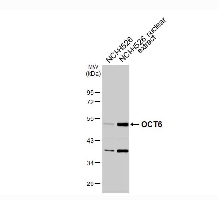 OCT6 Antibody - BSA Free