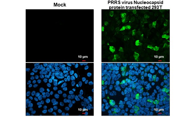 PRRSV Nucleocapsid Antibody