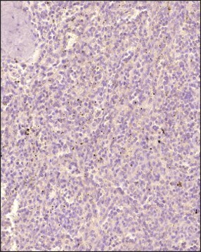 CD5 Antibody (7.8) - BSA Free
